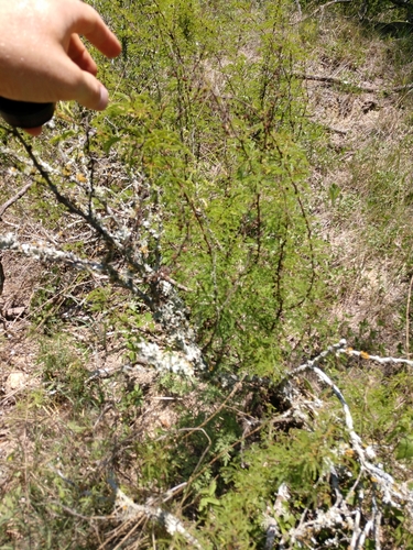 Image of Vachellia bravoensis by (c) Cleveland Powell, some rights reserved (CC BY)