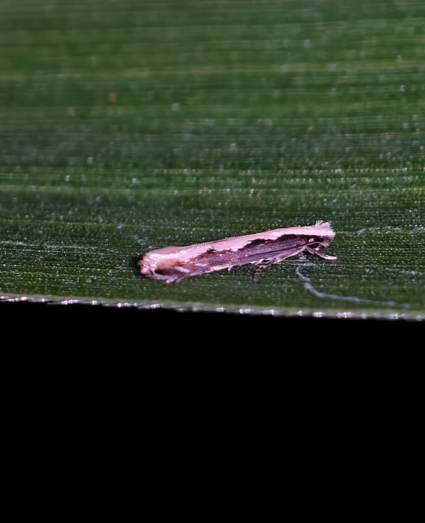 Amphixystis aromaticella