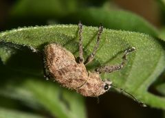 Pantomorus postfasciatus