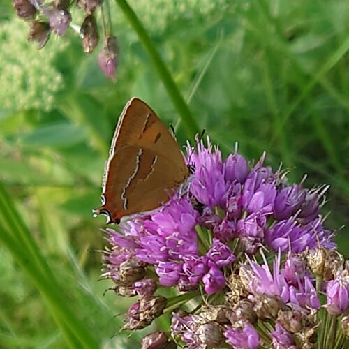 Brown Hairstreak