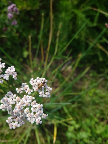 Paracorymbia maculicornis