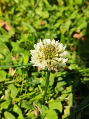 Trifolium repens