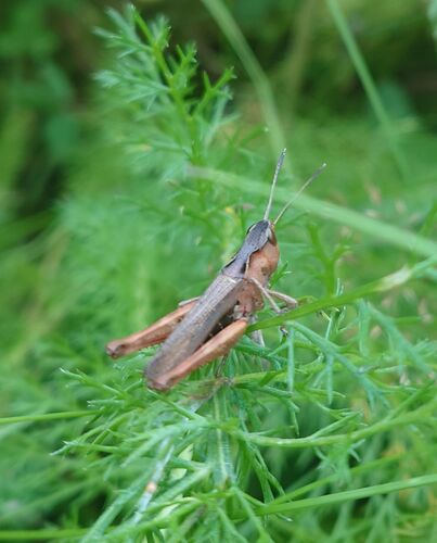 Short-horned Grasshoppers