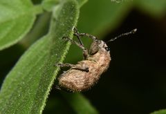 Pantomorus postfasciatus