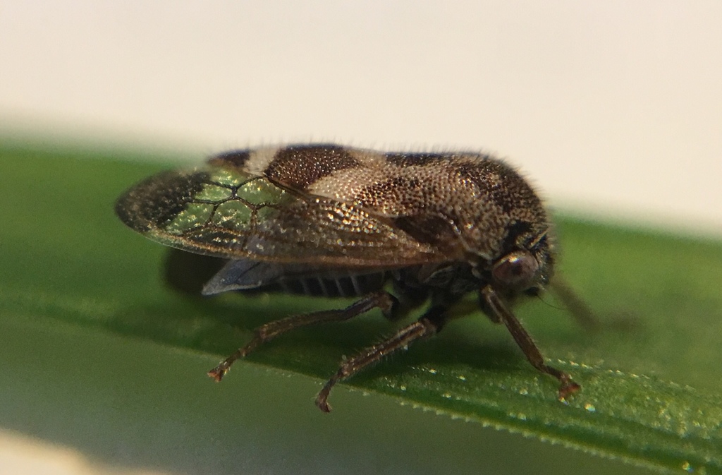 Ophiderma griseum