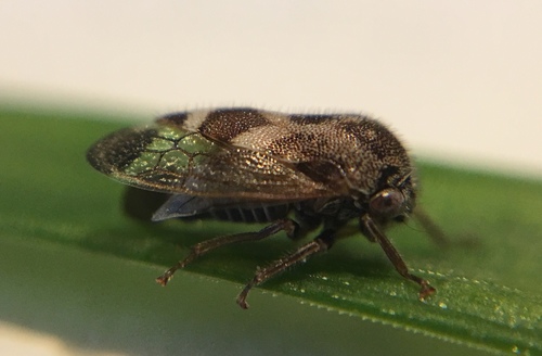 Ophiderma griseum