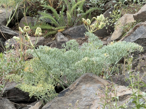 Lomatium columbianum, photograph 4