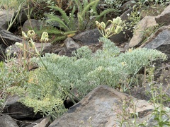 Lomatium columbianum, photograph (c) James H. Thomas, some rights reserved (CC BY)