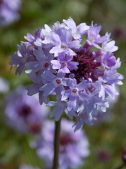 Glandularia lilacina