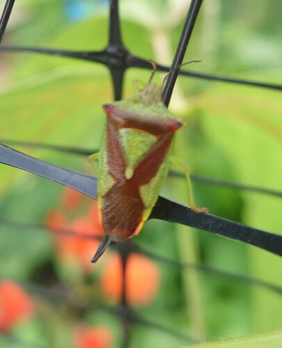 Hawthorn Shield Bug