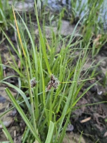 sea clubrush