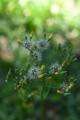 Youngia japonica