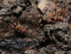 Strumigenys pilinasis