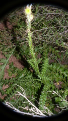Berkheya carduoides
