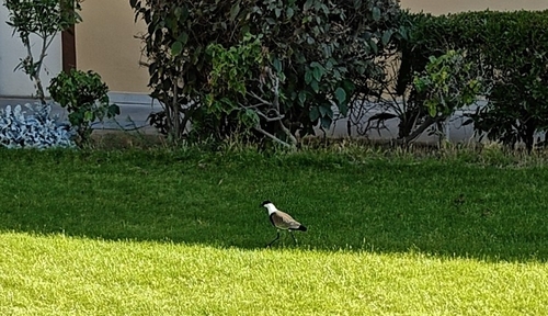 Spur-winged Lapwing