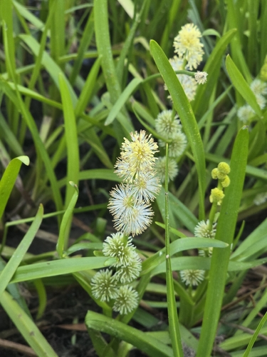 unbranched bur-reed