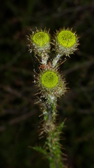 Berkheya carduoides