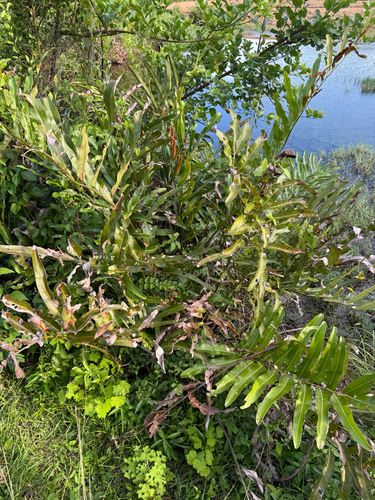 Golden Leather Fern