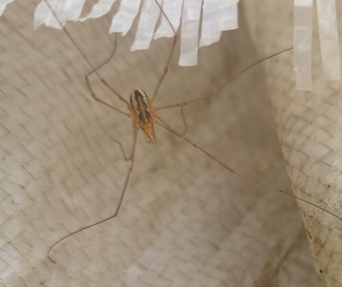European Harvestman