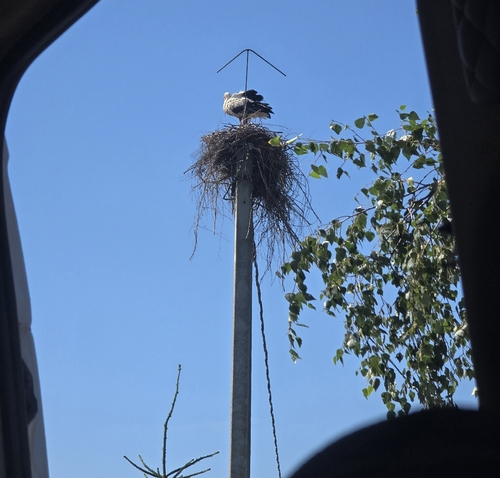White Stork