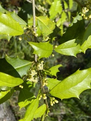 Ilex opaca opaca