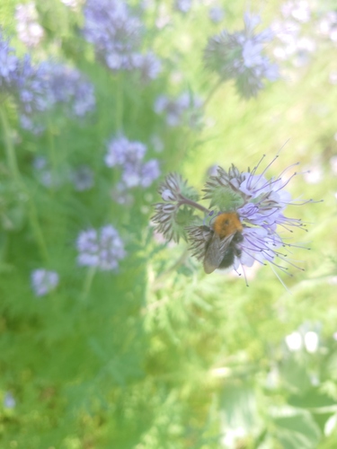 Tree Bumble Bee