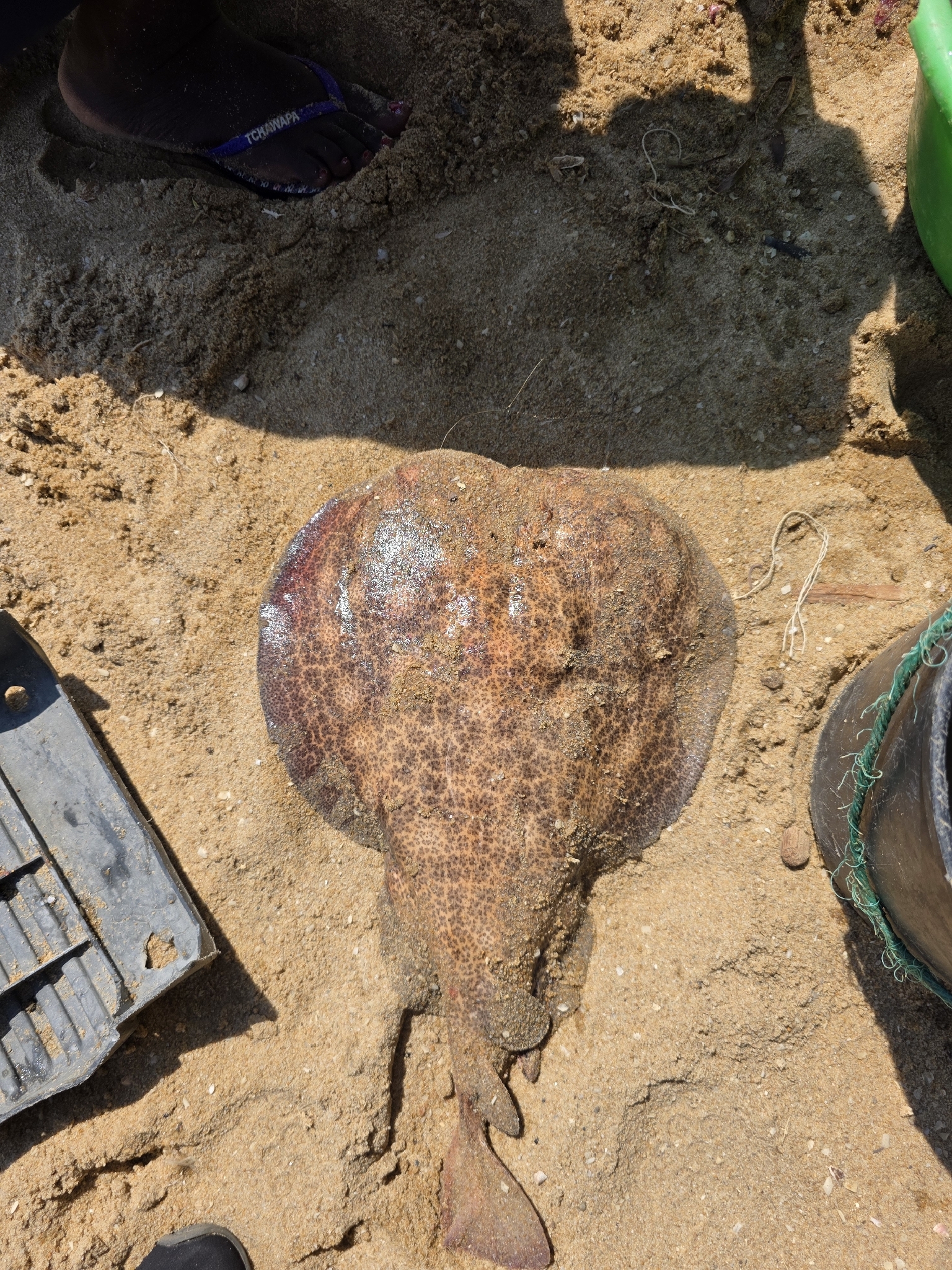 Rosette Torpedo photo 6