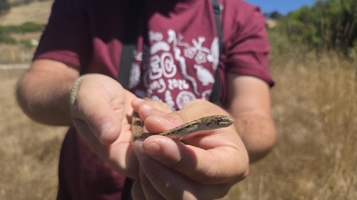 iNaturalist observation photo of Pacific Gopher Snake