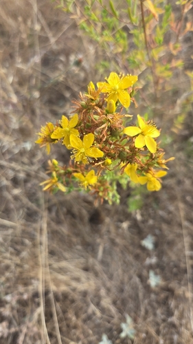 iNaturalist observation photo of Common St. John's Wort