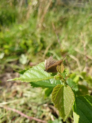 Ringlet