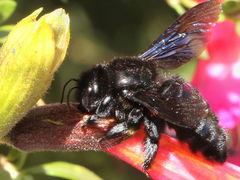 Xylocopa