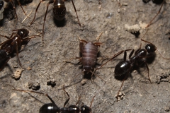 Myrmecophilus pergandei