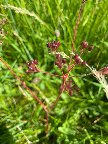 Conopodium majus, photograph 6