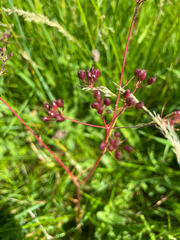 Conopodium majus, photograph author not stated, no rights reserved