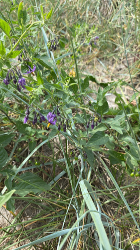 bittersweet nightshade