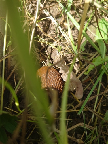 Spanish Slug