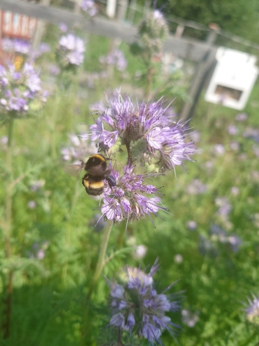 Buff-tailed Bumble Bee