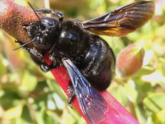 Xylocopa