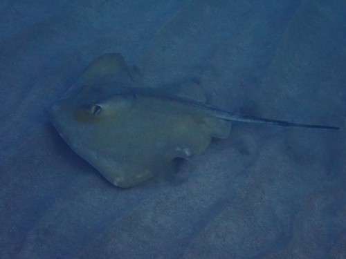 Common Stingray