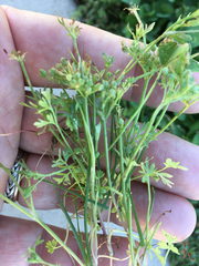 Ammoselinum butleri