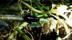 Drymaplaneta communis