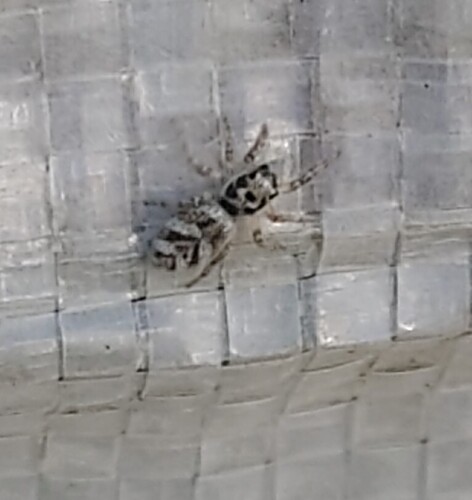 Zebra Jumping Spider