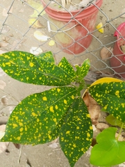 Codiaeum variegatum pictum