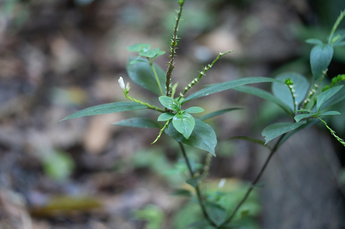 Spigelia hamellioides, 2026-06-17