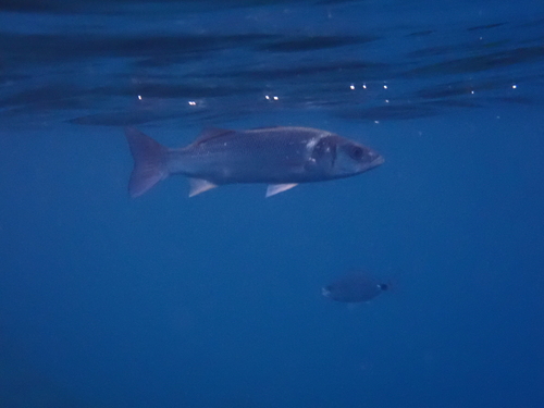 European Seabass