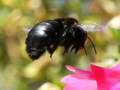 Xylocopa