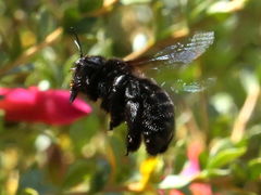 Xylocopa