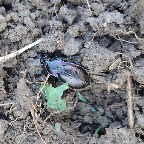 Bronze Ground Beetle
