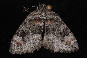 Formosa Carpet Moth