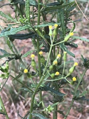 Senecio glomeratus glomeratus